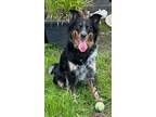 Adopt Gracie a Merle Australian Shepherd / Blue Heeler / Mixed dog in Virginia