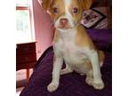 Chihuahua Puppy for sale in Lincolnton, NC, USA