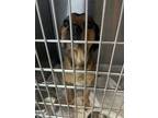 Adopt Zed* a Black Beagle / Boxer dog in Kingman, AZ (41474101)