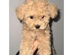 Poodle (Toy) Puppy for sale in Buckeye, AZ, USA