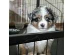 Miniature Australian Shepherd Puppy for sale in Gonzales, LA, USA