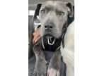 Adopt Beau Courtesy Post a Gray/Silver/Salt & Pepper - with White Pit Bull