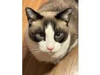 Adopt Zephyr a Brown or Chocolate (Mostly) Snowshoe (short coat) cat in Oakland