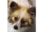 Adopt pooh bear a Brown/Chocolate - with White Pomeranian / Mixed dog in las