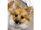 Adopt zoomer a Brown/Chocolate - with White Pomeranian / Mixed dog in las vegas