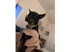 Adopt Beanie a Black - with White Doberman Pinscher / Mixed dog in Eagle River