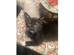 Adopt Sweet Pea a Black & White or Tuxedo Domestic Shorthair (short coat) cat in