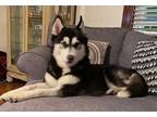 Adopt Luna a Black - with White Husky / Mixed dog in Spring Lake, NJ (41474074)