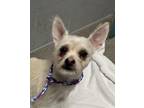 Adopt tiki a White - with Tan, Yellow or Fawn Westie, West Highland White