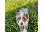 Miniature Australian Shepherd Puppy for sale in Milford, NE, USA