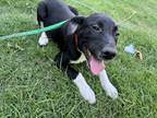 Adopt Nail a Black - with White Mountain Cur / Mixed dog in Middletown