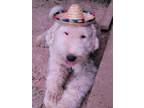Adopt Davidson a Gray/Blue/Silver/Salt & Pepper Old English Sheepdog / Mixed dog
