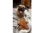 Adopt Bonnie a Tan/Yellow/Fawn - with White Pug / Mixed dog in Denver