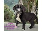 Adopt Woody a Black - with White Anatolian Shepherd / Great Dane / Mixed dog in