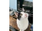 Adopt Glarus a Black & White or Tuxedo American Shorthair / Mixed (short coat)