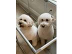 Adopt Mason a White Labradoodle / Mixed dog in Allen, TX (41474050)