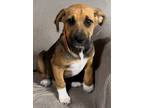 Adopt Laser Green a Tricolor (Tan/Brown & Black & White) Black Mouth Cur / Mixed