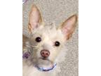 Adopt rockstar a Tan/Yellow/Fawn Terrier (Unknown Type, Small) / Mixed dog in