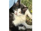 Adopt Yumi a Black & White or Tuxedo Domestic Mediumhair (medium coat) cat in