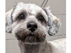 Adopt magic a Gray/Blue/Silver/Salt & Pepper Terrier (Unknown Type