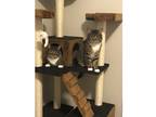 Adopt Ace and Mickey a Brown Tabby Domestic Shorthair / Mixed (short coat) cat