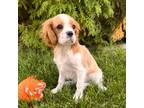 Cavalier King Charles Spaniel Puppy for sale in Middlebury, IN, USA