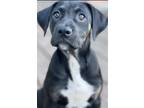 Adopt Limited a Black - with Tan, Yellow or Fawn Foxhound / Black Mouth Cur /