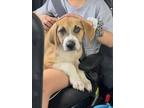 Adopt Copper a Tan/Yellow/Fawn - with White Foxhound / Black Mouth Cur / Mixed