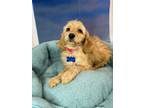 Adopt Renegade a Tan/Yellow/Fawn Cockapoo / Mixed dog in West Milford