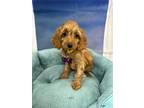 Adopt Advil a Red/Golden/Orange/Chestnut Cockapoo / Mixed dog in West Milford