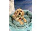 Adopt Excedrin a Tan/Yellow/Fawn Cockapoo / Mixed dog in West Milford