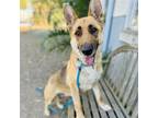 Adopt Chapina a Tan/Yellow/Fawn German Shepherd Dog / Mixed dog in Oakland