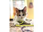 Adopt Sally Ann a Calico or Dilute Calico Calico (short coat) cat in Ardsley
