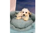 Adopt Crochet a White - with Tan, Yellow or Fawn Bichon Frise / Miniature Poodle