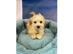 Adopt Knit a Tan/Yellow/Fawn Bichon Frise / Miniature Poodle / Mixed dog in West