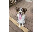 Adopt Jinx a Red/Golden/Orange/Chestnut - with White Australian Shepherd / Mixed