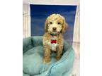 Adopt Tylenol a Tan/Yellow/Fawn - with White Cockapoo / Mixed dog in West