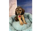 Adopt Bayer a Black - with Tan, Yellow or Fawn Cockapoo / Mixed dog in West