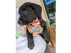 Adopt Ned a Black - with White Labrador Retriever / Mixed dog in Franklin