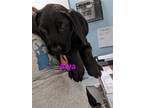 Adopt Arya a Black Labrador Retriever / Mixed dog in Franklin, NC (41473968)