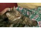Adopt Maizey a Calico / Mixed cat in Traverse City, MI (41473994)