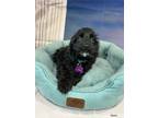 Adopt Motrin a Black Cockapoo / Mixed dog in West Milford, NJ (41472110)