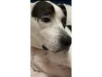 Adopt Fenix Lee a Brindle - with White American Pit Bull Terrier / Border Collie