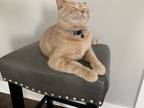 Adopt Clarice a Tan or Fawn Tabby Tabby / Mixed (short coat) cat in Spring Hill