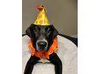 Adopt Bart a Black Labrador Retriever / Mixed dog in Hillsboro, MO (41472711)