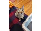 Adopt Meadow a Gray, Blue or Silver Tabby Domestic Shorthair cat in Joliet