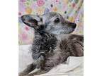 Adopt Slim a Black - with Gray or Silver Fox Terrier (Smooth) / Mixed dog in