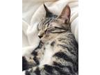 Adopt Tormund a Black & White or Tuxedo Domestic Mediumhair (medium coat) cat in