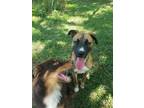 Adopt Issabella "Izzie" a Brindle Boxer / Mixed dog in Baldwin, GA (41473877)