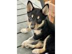 Adopt Torrin a Black - with Tan, Yellow or Fawn German Shepherd Dog / Mixed dog